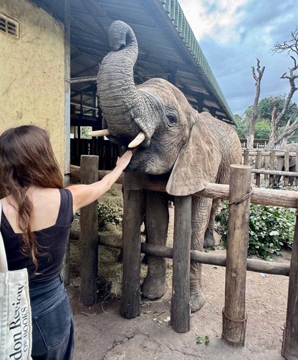 kr-elephant